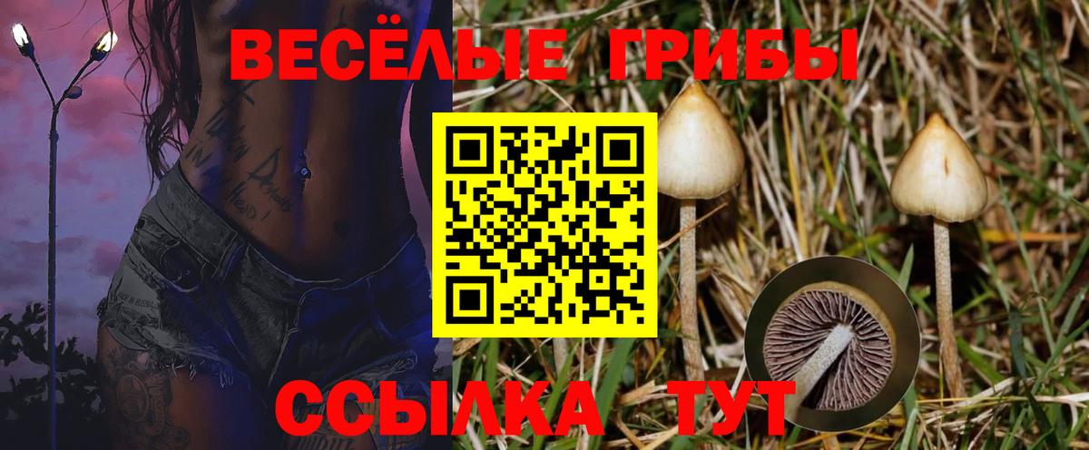 Псилоцибиновые грибы Psilocybe Канск